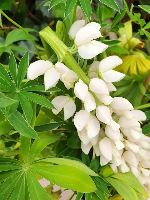 lupine flower snapped off