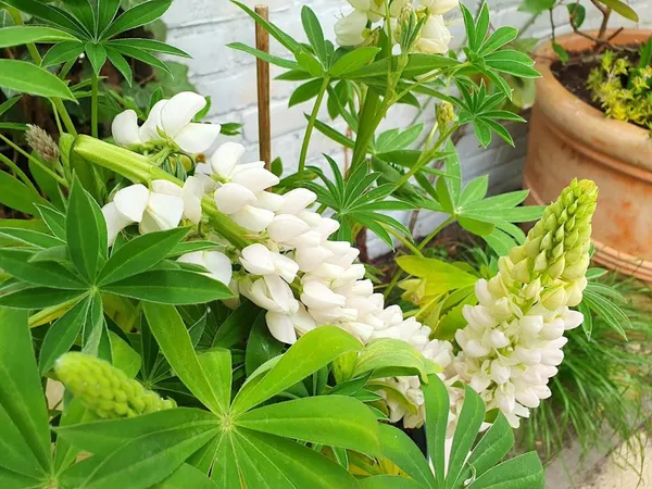 Lupine flower breaks off