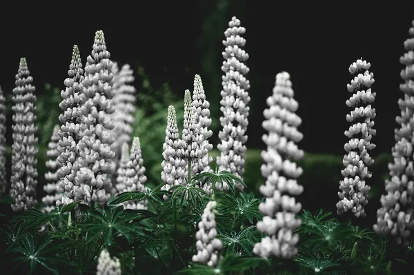 White-flowering lupines are a must-have