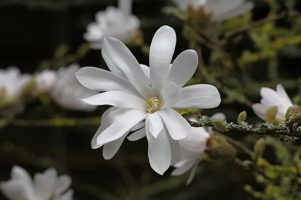 white star-shaped flowers