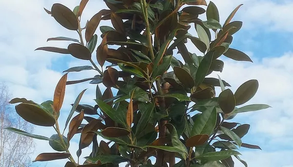 Which trees stay green in the winter? (evergreen)