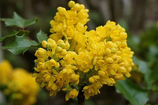 yellow-flowering mahogany shrub