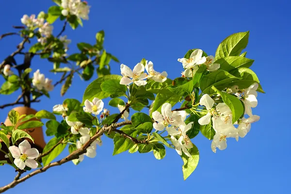blossoms in spring
