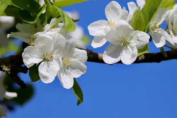 white blossom