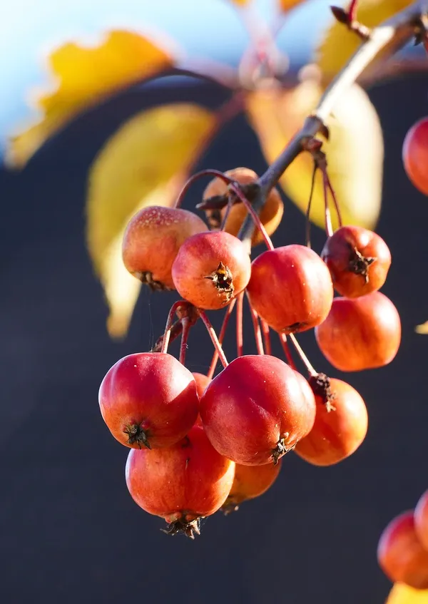 Malus Toringo