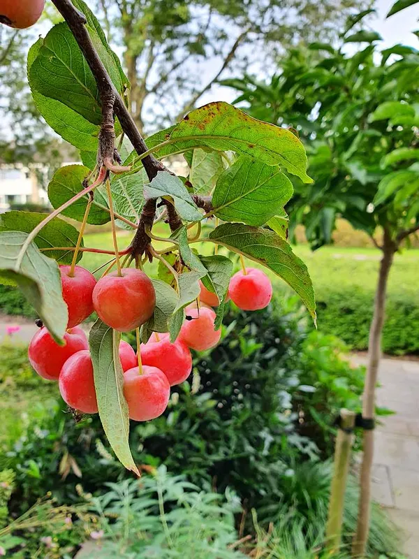 fruit as a benefit of a tree