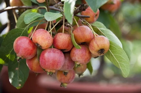 Malus Evereste