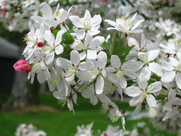 apple blossom