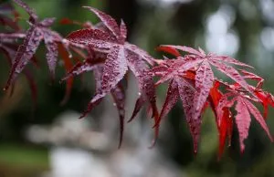 Fall Colors in a Small Garden - Beautiful Fall Foliage