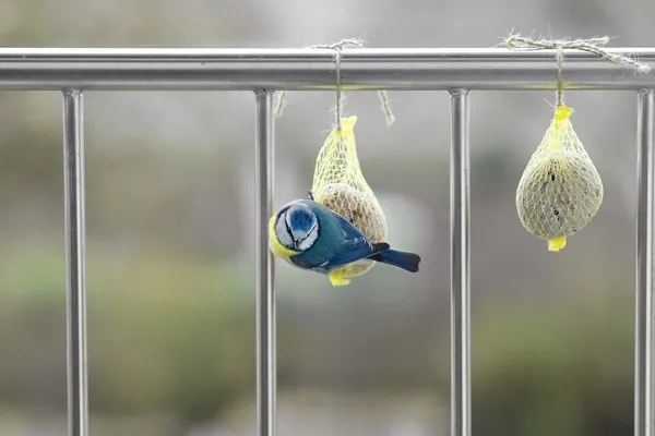Birds, Butterflies, and Bees on Your Balcony