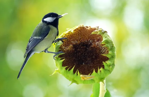 bird food