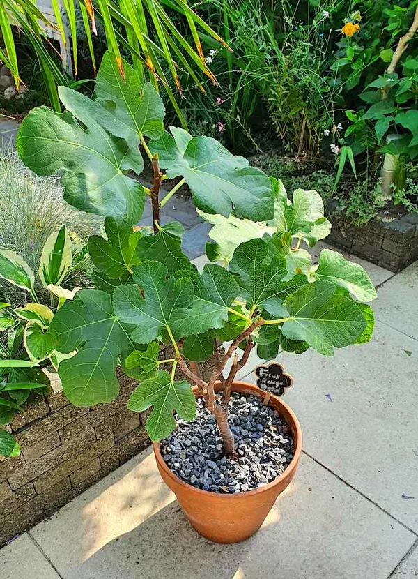 Potted plants: fig sapling