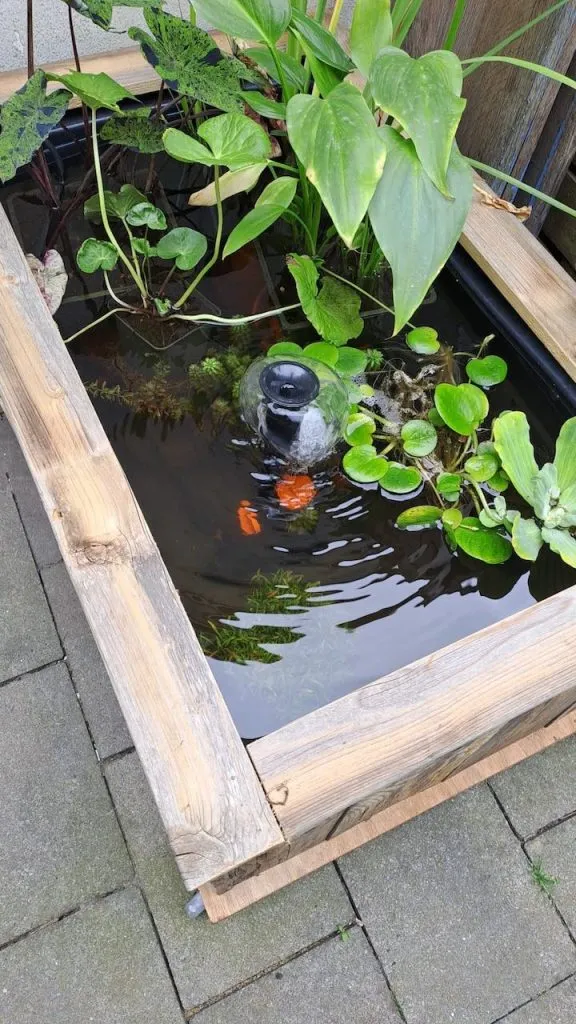 portable mini pond - inspiration