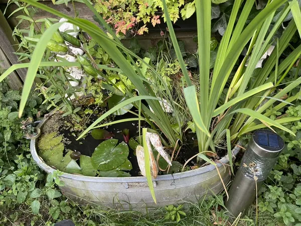 Mini Pond Inspiration: Zinc Tub