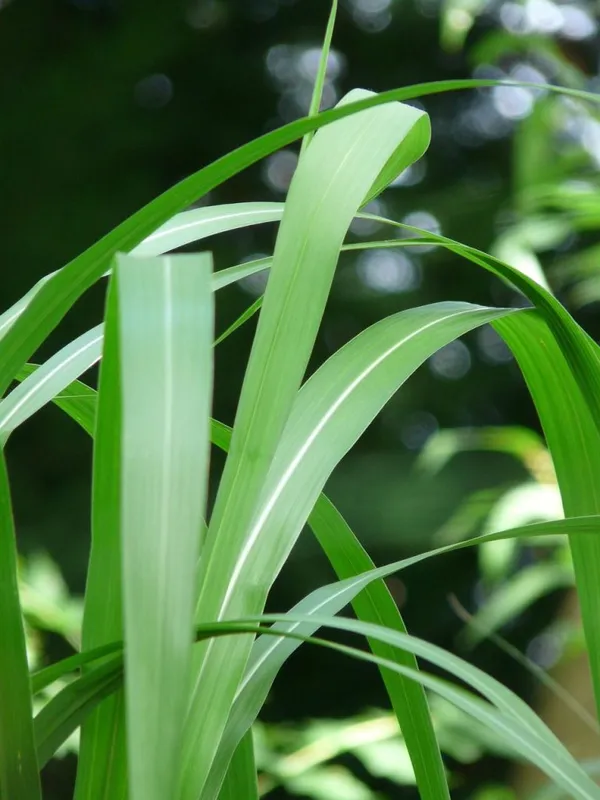 Giant reeds for a jungle garden