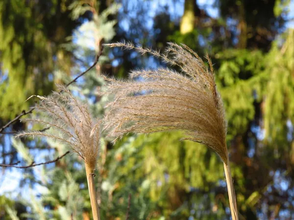 Upright ornamental grasses for small gardens and narrow borders - Miscanthus