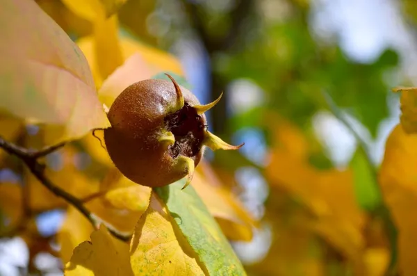 Medlar in the Shade (Mespilus germanica)