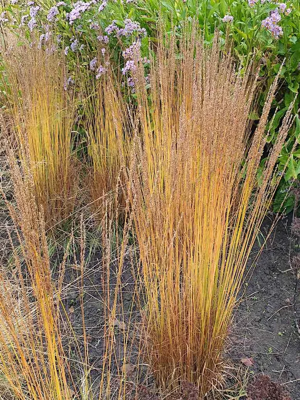 Upright ornamental grasses for small gardens and narrow borders - Molinia