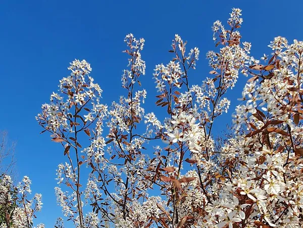 Tree for a Small Garden (Deciduous) - Amelanchier lamarckii (Serviceberry)