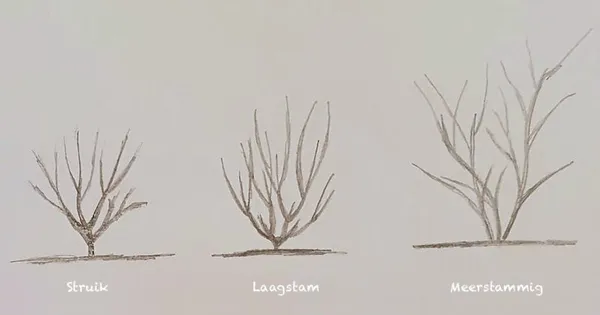 A multi-trunk tree, a large shrub, or a low-trunk tree?