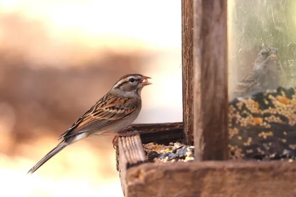Feeding Birds (Winter) - What Should You Feed Sparrows?