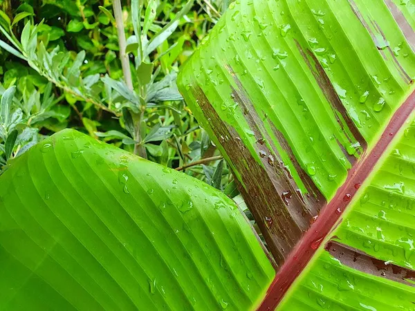 A must-have for your jungle garden: a banana tree!