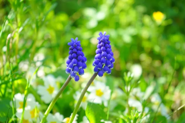 Blue grape hyacinths are easy to propagate