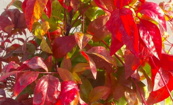Fall Colors in a Small Garden - Nandina domestica (Heavenly Bamboo) in Fall