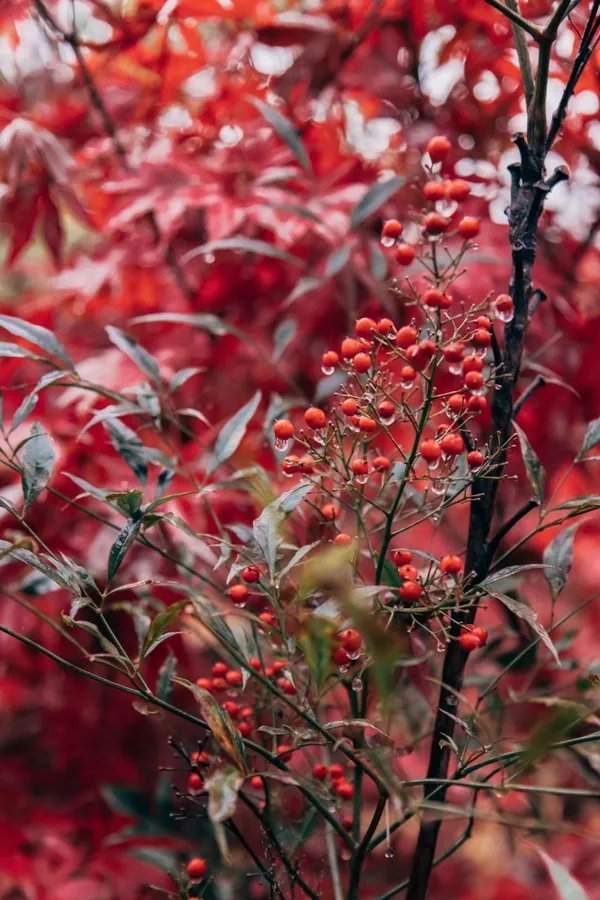 Nandina shrub with fall colors and berries
