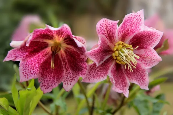 Winter-Blooming Plants in the Garden