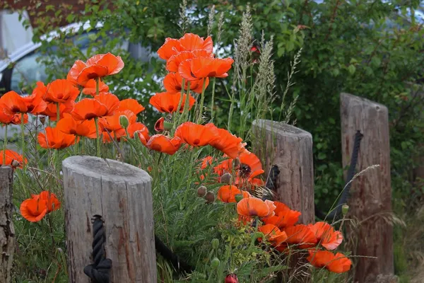 Garden design for a natural front yard
