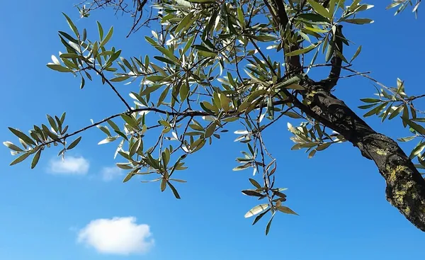 An olive tree needs well-drained soil