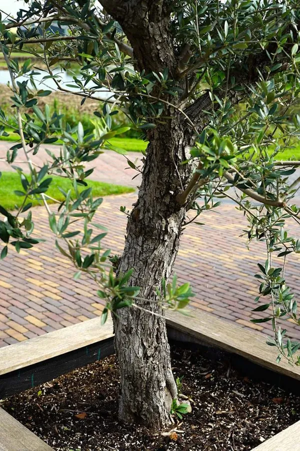Potted olive tree