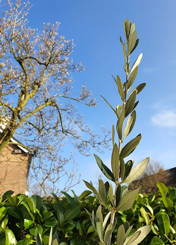 Evergreen Trees vs. Deciduous Trees (Olive and Magnolia)