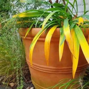 Potted plants are susceptible to drought