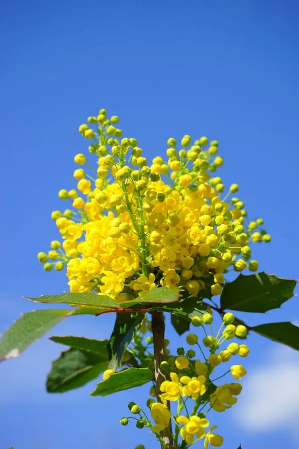 Winter-Blooming Plants in the Garden