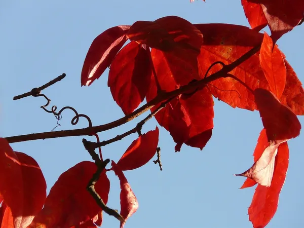 Fall Colors in the Small Garden - Vitis Ornamental Grape in Fall