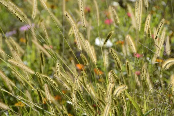 Ornamental Grasses - Wildflower Meadow