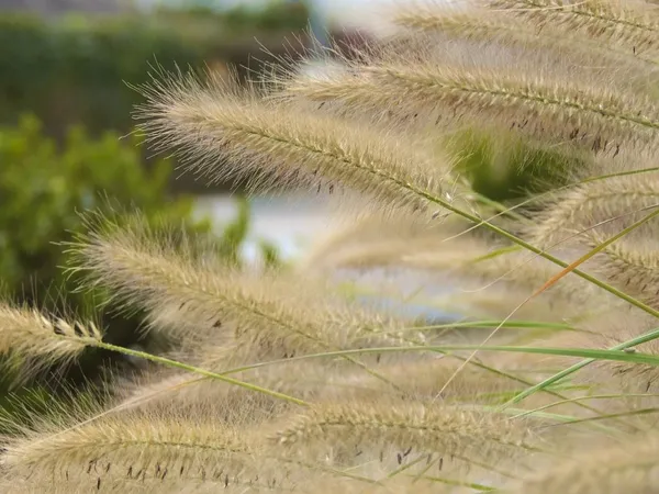 Ornamental Grasses in the Garden or Flower Bed
