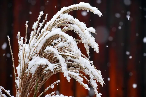 Ornamental grasses and perennials that have finished blooming create a beautiful scene in the winter garden with frost, snow, and/or ice!
