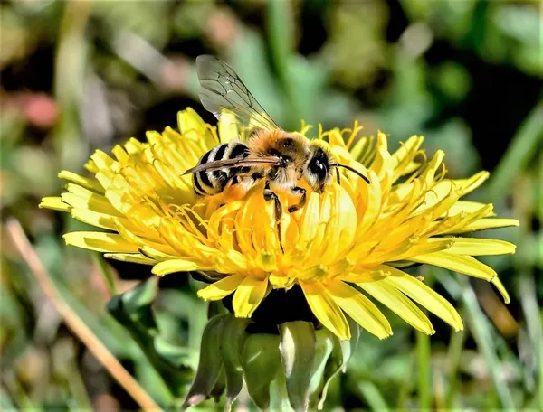 Early-blooming plants for bees