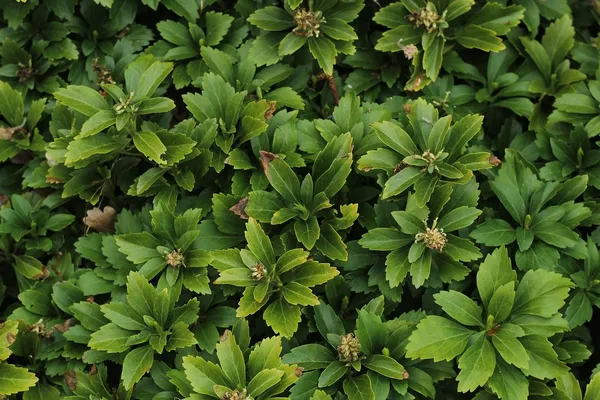 Pachysandra as a Groundcover (Pachysandra)