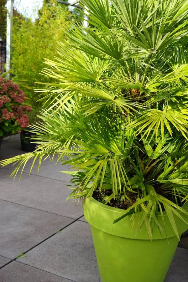 Potted palm tree