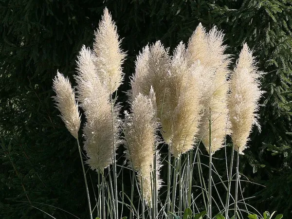 Pampas grass shouldn't be kept in conditions that are too wet