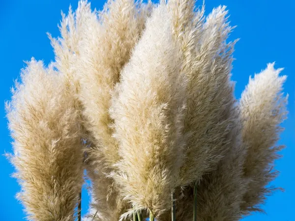 Pampas Grass (Cortaderia) - Evergreen Ornamental Grasses