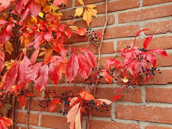 Fall Colors in a Small Garden - Parthenocissus (Virginia Creeper) in Fall