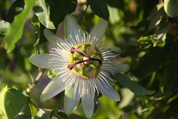 a sheltered and warm wall for passionflowers