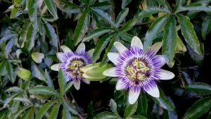 Evergreen Climbing Plants - Passiflora