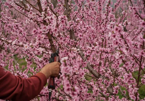 When should I prune?