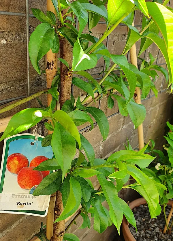 Revita is resistant to leaf curl disease - A peach variety free of leaf curl disease